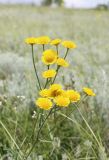 Tanacetum millefolium. Верхушка растения с соцветиями. Белгородская обл., Ровеньский р-н, окр. с. Нагольное, солонцеватый участок степи. 15.06.2016.