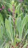 Anacamptis collina subspecies fedtschenkoi. Плодоносящее растение (вокруг - листья растений другого вида). Дагестан, Дербентский р-н, 3 км ЮЗ с. Геджух, луговая степь, среди кустарников. 6 мая 2022 г.