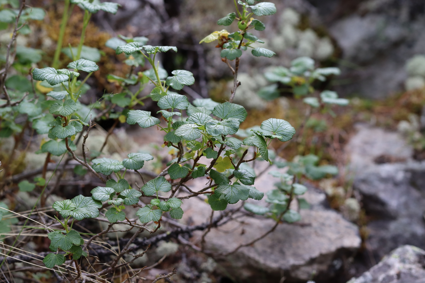 Изображение особи Ribes graveolens.