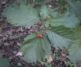 Sorbus mougeotii. Верхушка плодоносящей веточки. Москва, ГБС РАН, дендрарий. 15.09.2022.