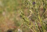 Astragalus davuricus. Плоды. Республика Алтай, Улаганский р-н, склон Чулышманского нагорья со стороны устья р. Карасу, ур. Ак-Курум. 8 августа 2020 г.