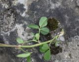 Medicago glutinosa