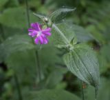 Melandrium dioicum. Верхушка цветущего растения. Владимирская обл., Александровский р-н, окр. с. Старая Слобода, сосновый бор. 11.06.2022.