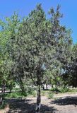 Platycladus orientalis. Взрослое дерево. Дагестан, г. Каспийск, в культуре. 31.07.2022.