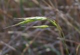 Bromus japonicus