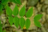 Vicia crocea