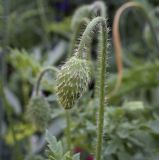 род Papaver. Бутон. Пермский край, г. Пермь, Кировский р-н, клумба. 06.07.2023.