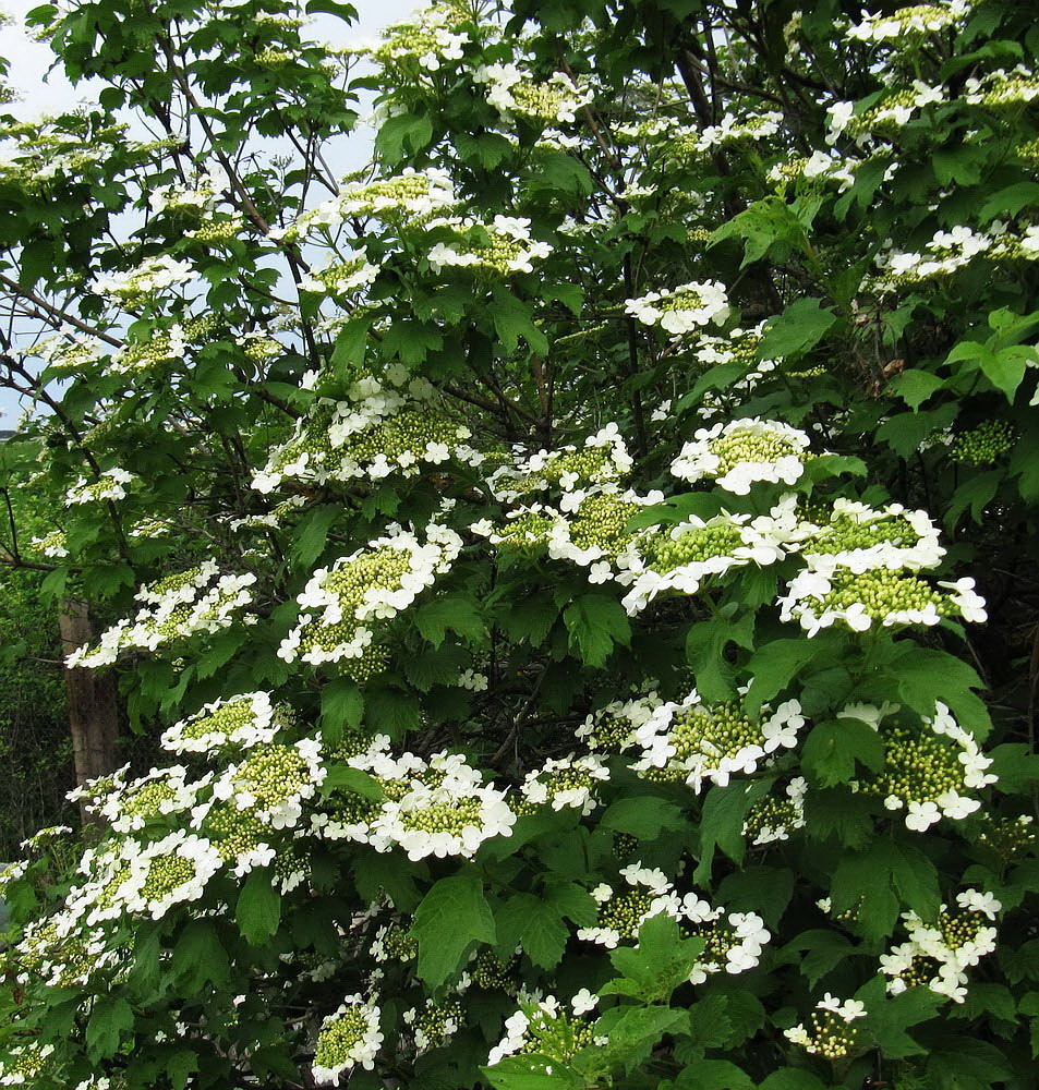 Image of Viburnum opulus specimen.