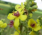 Verbascum marschallianum