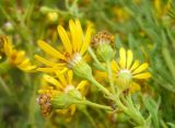 Senecio erucifolius