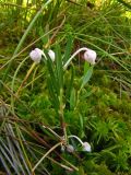 Andromeda polifolia