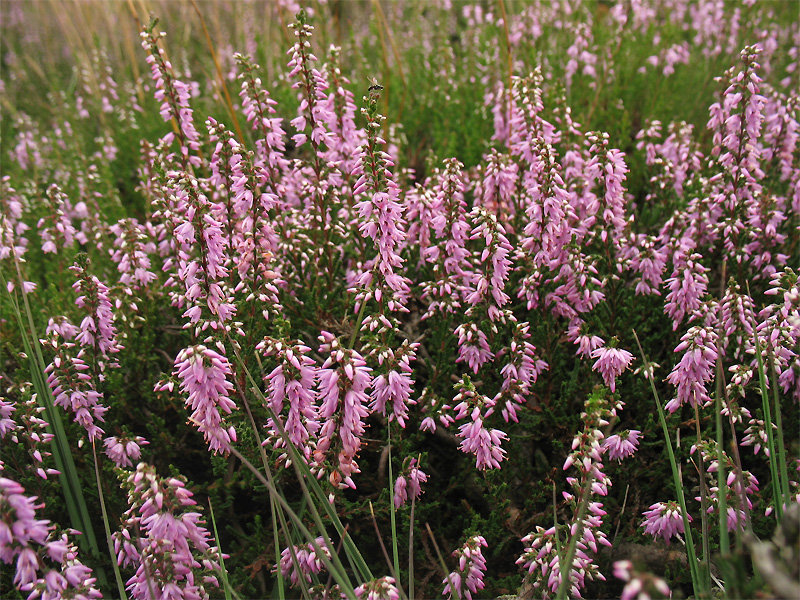 Изображение особи Calluna vulgaris.