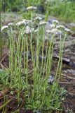 Antennaria dioica. Цветущие растения. Сахалин, Тымовский р-н, окр. с. Ясное, лиственичный лес. 30.06.2011.