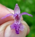 Dactylorhiza majalis. Цветок со светло-окрашенным венчиком. Украина, Ивано-Франковская обл., Надворнянский р-н, природный заповедник \"Горганы\", луг на территории усадьбы Горганского лесничества. 20 июня 2011 г.