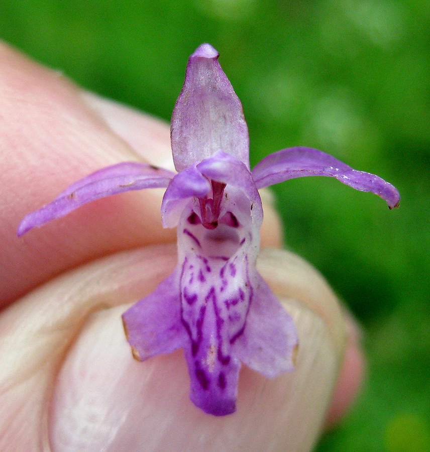 Изображение особи Dactylorhiza majalis.