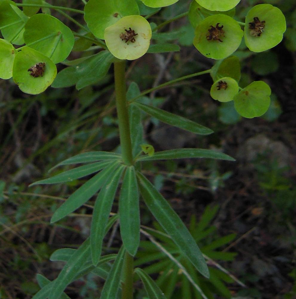 Изображение особи Euphorbia characias ssp. wulfenii.