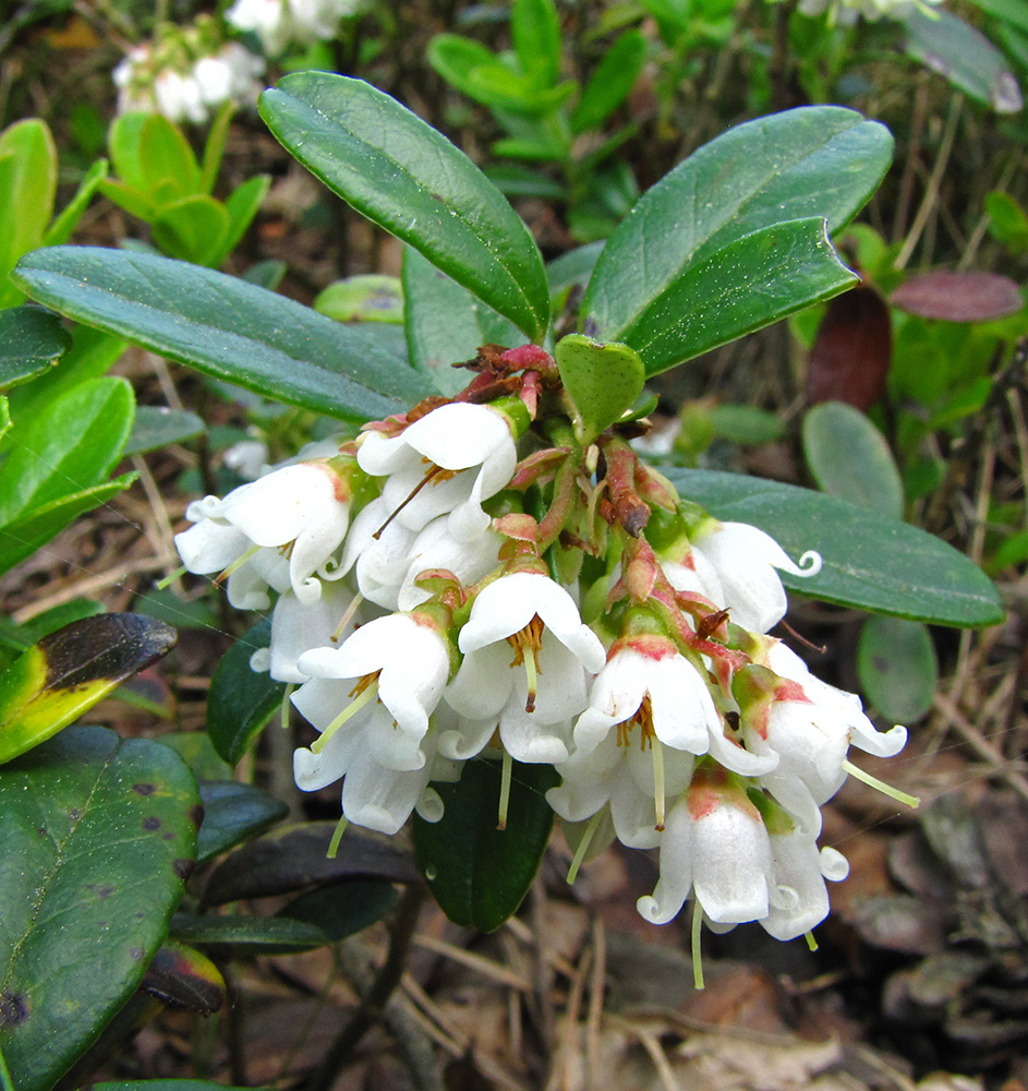 Изображение особи Vaccinium vitis-idaea.