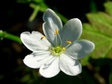 Trientalis europaea