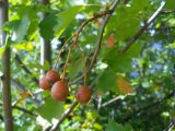 Sorbus torminalis. Созревающее соплодие. Крым, окр. г. Ялта, хр. Иограф. 8 сентября 2012 г.