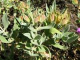 Cistus albidus