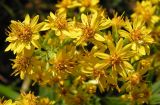 Solidago virgaurea ssp. dahurica