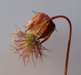 Geum rivale