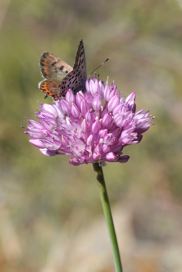 Image of Allium caricifolium specimen.