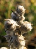 Artemisia caucasica