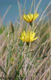 Tragopogon tuberosus. Листья и верхушка побега с соцветием. Черноморское побережье Кавказа, м/о город-курорт Геленджик, севернее пос. Кабардинка, над приморским обрывом. 23 апреля 2012 г.