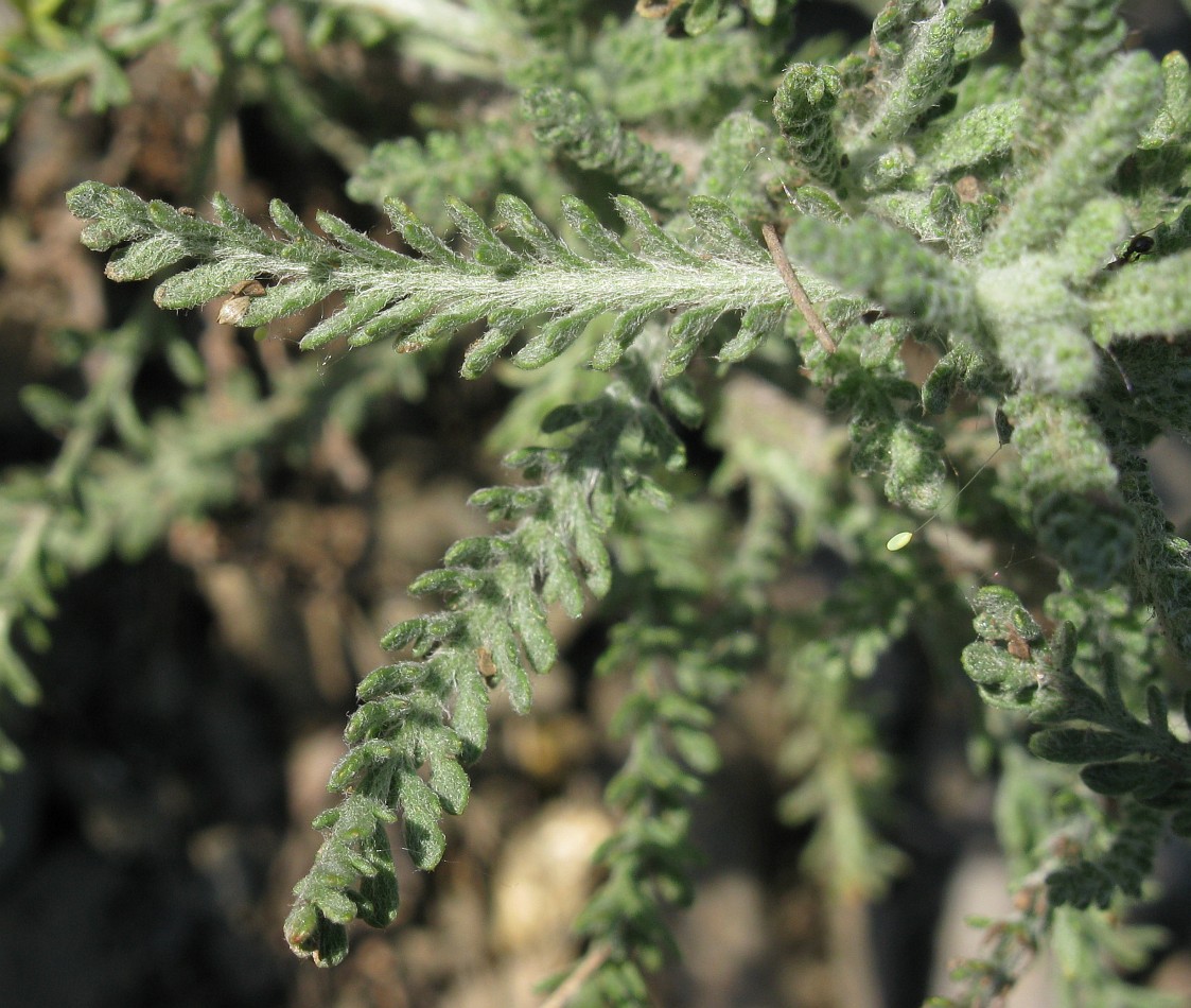 Изображение особи Achillea leptophylla.