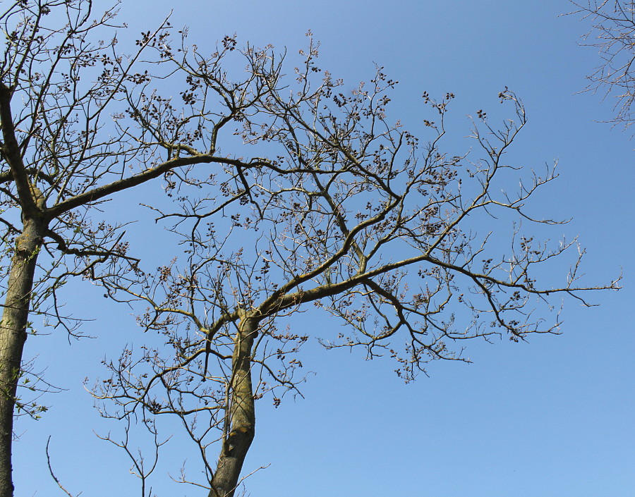 Изображение особи Paulownia fargesii.