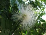 Calliandra haematocephala. Соцветие (белоцветковая форма). Таиланд, провинция Краби, курорт Ао Нанг. 10.12.2013.