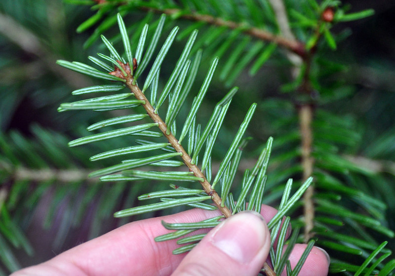 Изображение особи Abies nordmanniana.