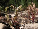 Sedum hispanicum