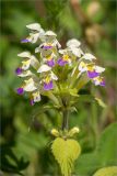 Galeopsis speciosa. Соцветие. Ленинградская обл., Ломоносовский р-н, окр. дер. Низино, разнотравный луг. 06.07.2014.