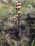 Pedicularis sceptrum-carolinum. Цветущее растение. Кольский п-ов, Восточный Мурман, Дальние Зеленцы. 04.08.2009.
