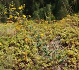 Hieracium virosum. Цветущее растение в сообществе с Sedum. Башкирия, Белорецкий р-н, окр. с. Кага, опушка смешанного леса. 16.07.2008.