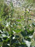 Alcea nudiflora