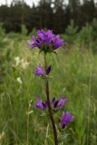 Campanula glomerata