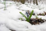 Scilla siberica. Зацветающее растение. Краснодарский край, Новороссийский р-н, гора Рябкова, дубово-грабовый лес. 08.02.2015.