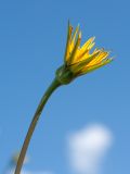 Tragopogon pratensis. Верхушка побега с соцветием. Ленинградская обл., Волосовский р-н, луг на обочине шоссе. 08.06.2014.