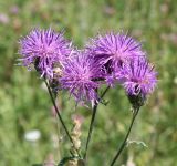 Centaurea scabiosa