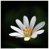 Stellaria holostea