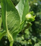 Silphium perfoliatum