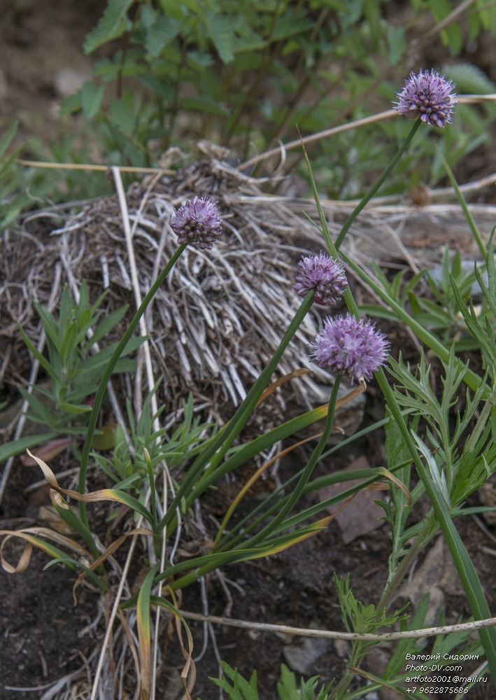 Изображение особи Allium strictum.