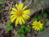 Doronicum orientale. Соцветия. Краснодарский край, окр. г. Сочи, Лазаревский р-н, окр. пос. Барановка, горный лес. 30.03.2016.