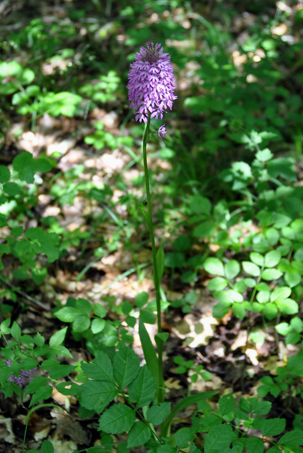 Изображение особи Anacamptis pyramidalis.