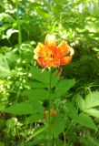 Lilium debile