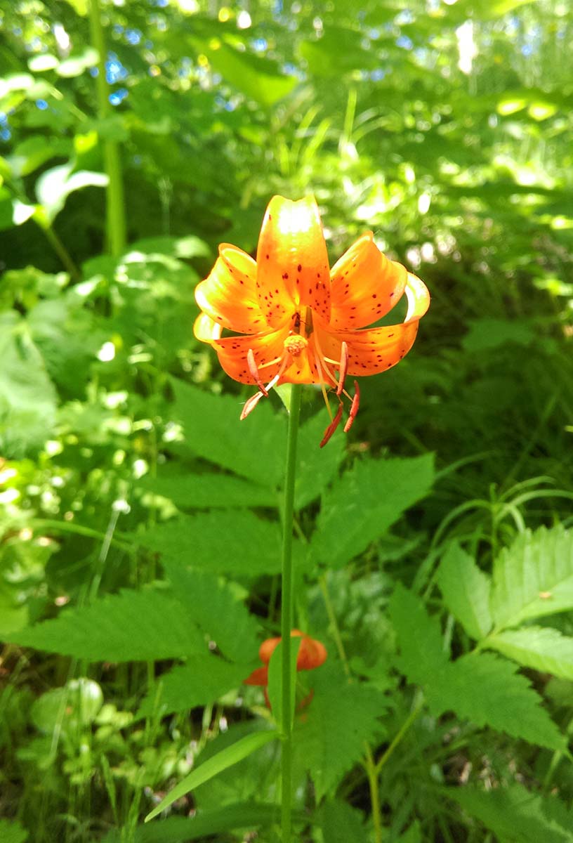 Изображение особи Lilium debile.