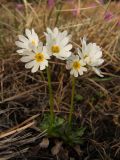 Primula cuneifolia. Цветущие растения (белоцветковая форма). Магаданская обл., г. Магадан, мкр-н Пионерный, в окр. водохранилища, около дороги. 03.06.2012.